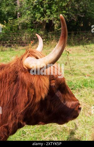 Gros plans d'une vache écossaise Highland un jour d'été Banque D'Images