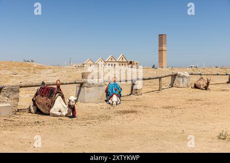 Chameau dans la journée chaude et Harran maisons dans le village Harran en arrière-plan, Sanliurfa, Turquie. Banque D'Images