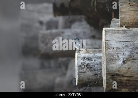 Vue latérale d'un rouge noir (Phoenicurus Ochruros) perché sur des bûches de bois, couleurs beige et grise réduites, effet mat, espace de copie Banque D'Images