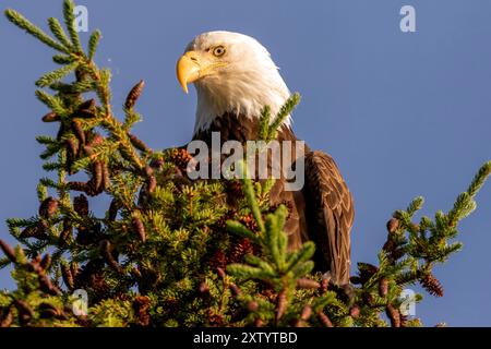 Aigle à tête blanche adulte perché au sommet d'un pin au lac Little Salmon au Yukon, Canada. Banque D'Images