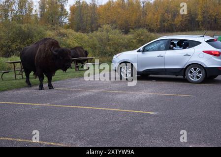 Bisons des plaines errant le long de la route principale et de l'aire de stationnement dans le parc national Elk Island, en Alberta, au Canada. Banque D'Images