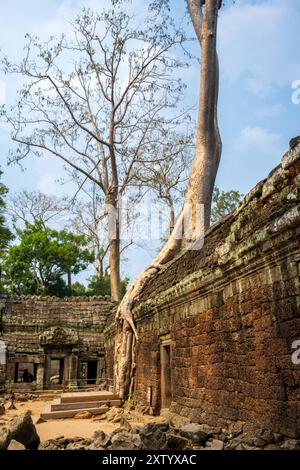 Site classé au patrimoine mondial de l'UNESCO de Ta Prohm au Cambodge Banque D'Images