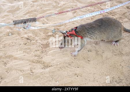 Le rat de déminage terrestre est à l'œuvre à Siem Reap, au Cambodge Banque D'Images