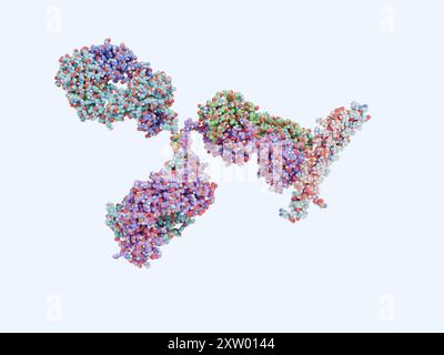 Illustration d'un anticorps thérapeutique (molécule à trois branches, à gauche) bloquant l'interleukine 11 (il-11, à droite), qui appartient à un groupe de protéines de signalisation appelées cytokines. Il-11 a une variété de fonctions, y compris la promotion de l'inflammation. Sa surexpression est associée à certaines maladies auto-immunes, aux maladies fibrotiques (formation anormale de cicatrices) et aux cancers. En tant que telle, l'il-11 est une cible thérapeutique potentielle. Une étude menée en 2024 a révélé que l'inhibition de son expression chez la souris prolongeait la durée de vie des souris de 25% en moyenne. Banque D'Images