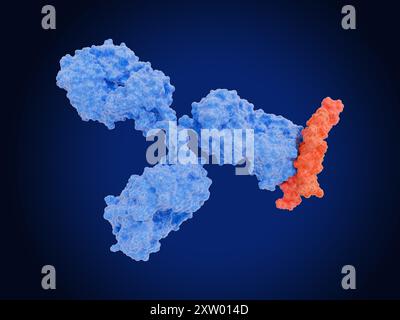 Illustration d'un anticorps thérapeutique (bleu) bloquant l'interleukine 11 (il-11, orange), qui appartient à un groupe de protéines de signalisation appelées cytokines. Il-11 a une variété de fonctions, y compris la promotion de l'inflammation. Sa surexpression est associée à certaines maladies auto-immunes, aux maladies fibrotiques (formation anormale de cicatrices) et aux cancers. En tant que telle, l'il-11 est une cible thérapeutique potentielle. Une étude menée en 2024 a révélé que l'inhibition de son expression chez la souris prolongeait la durée de vie des souris de 25% en moyenne. Banque D'Images