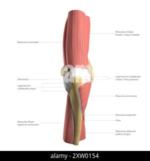 Illustration étiquetée du muscle profond du coude humain vu de derrière (vue postérieure). Banque D'Images