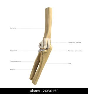 Illustration étiquetée des os du coude humain, vue médiale (côté le plus proche du corps). Banque D'Images
