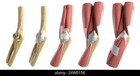 Illustration des différentes couches anatomiques du coude humain, vue médiale (côté le plus proche du corps). Banque D'Images