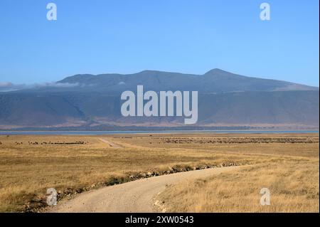 Vue du lac Magadi, un lac salé dans le cratère Ngorongoro, Tanzanie, montrant des troupeaux de gnous et de zèbres pâturants au loin. Banque D'Images