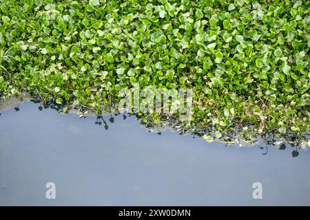 Le contraste frappant de la jacinthe d'eau verte (Eichhornia crassipes) contre l'eau noire polluée. Il obstrue l'écoulement de l'eau. Banque D'Images