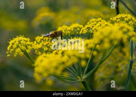 Syrphidae de la famille des hovermouches pollinisant une fleur de fenouil Foeniculum vulgare gros plan nature. Banque D'Images