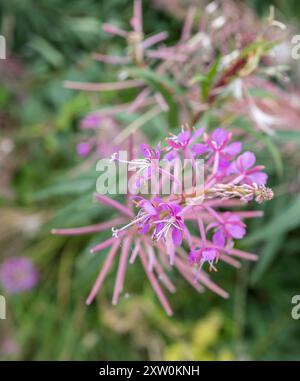 La fleur et la tête de graine de Chamaenerion angustifolium, Fireweed ou Rosebay Willowherb une plante à fleurs herbacée vivace. Banque D'Images