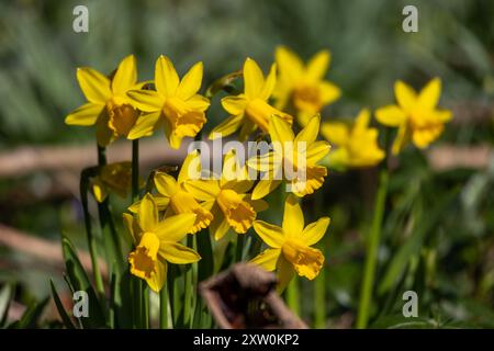 Belles jonquilles jaunes au printemps Banque D'Images