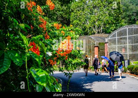 Les visiteurs marchent le long d'une route qui traverse les jardins botaniques de Penang, Pulau Pinang, Malaisie. Banque D'Images