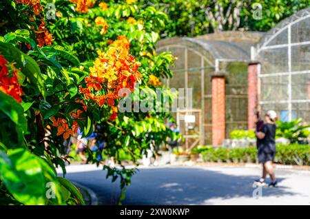 Les visiteurs marchent le long d'une route qui traverse les jardins botaniques de Penang, Pulau Pinang, Malaisie. Banque D'Images