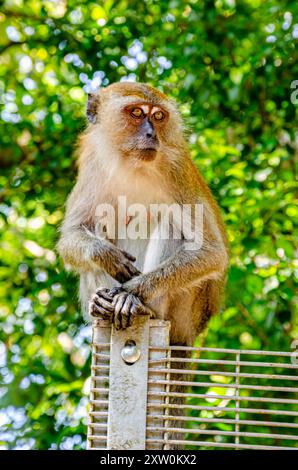 Un singe macaque était assis au sommet d'une clôture dans les jardins botaniques de Penang à George Town, Penang, Malaisie Banque D'Images