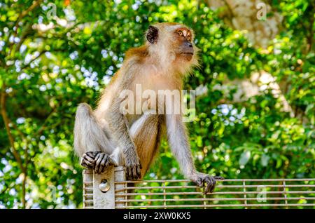 Un singe macaque était assis au sommet d'une clôture dans les jardins botaniques de Penang à George Town, Penang, Malaisie Banque D'Images