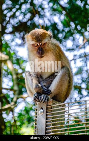 Un singe macaque était assis au sommet d'une clôture dans les jardins botaniques de Penang à George Town, Penang, Malaisie Banque D'Images