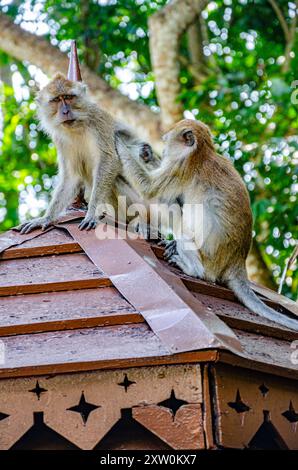 Un singe macaque en toilette un autre sur un toit en bois dans les jardins botaniques de Penang à George Town, Penang, Malaisie Banque D'Images