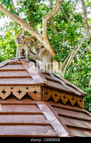 Un singe macaque en toilette un autre sur un toit en bois dans les jardins botaniques de Penang à George Town, Penang, Malaisie Banque D'Images