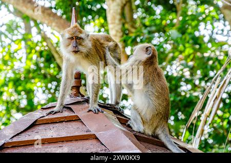 Un singe macaque en toilette un autre sur un toit en bois dans les jardins botaniques de Penang à George Town, Penang, Malaisie Banque D'Images