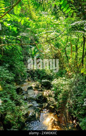 Un ruisseau traverse les jardins botaniques de Penang, Pulau Pinang, Malaisie Banque D'Images