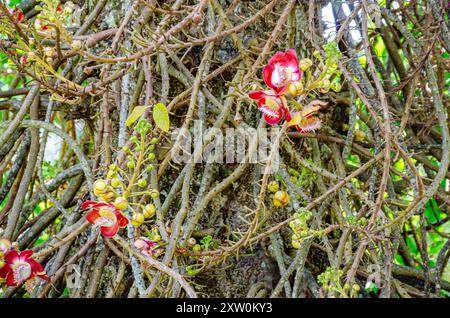 Vue rapprochée d'un Couroupita guianensis ou Cannonball Tree en fleur aux jardins botaniques de Penang, Pulau Pinang, Malaisie Banque D'Images