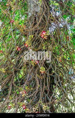 Vue rapprochée d'un Couroupita guianensis ou Cannonball Tree en fleur aux jardins botaniques de Penang, Pulau Pinang, Malaisie Banque D'Images