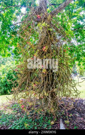 Vue rapprochée d'un Couroupita guianensis ou Cannonball Tree en fleur aux jardins botaniques de Penang, Pulau Pinang, Malaisie Banque D'Images