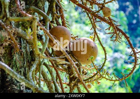 Vue rapprochée d'un Couroupita guianensis ou Cannonball Tree portant des fruits aux jardins botaniques de Penang, Penang, Malaisie Banque D'Images