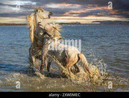 Deux chevaux de Camargue étalons blancs combattant dans les eaux peu profondes au coucher du soleil avec un brassage de nuages de pluie Banque D'Images