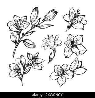 Collection vectorielle de plantes dessinées à la main. Ensemble botanique de fleurs, de feuilles et de branches de croquis. Ensemble noir et blanc dessiné à la main Alstroemeria. Illustration de Vecteur