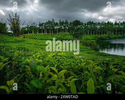 Une vue rapprochée de feuilles de thé vibrantes poussant dans une plantation tropicale, avec des rangées de buissons soigneusement alignés s'étendant vers l'horizon. L'obscurité, m Banque D'Images