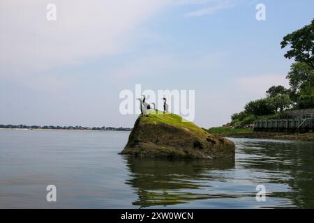 Quatre oiseaux cormorans à crête double debout sur un grand rocher couvert d'algue verte reflétant dans les eaux de Centerport Harbor long Island New Yo Banque D'Images