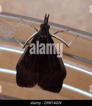 Insecte de la luzerne (Uresiphita ornithopteralis) de l'arbre Banque D'Images