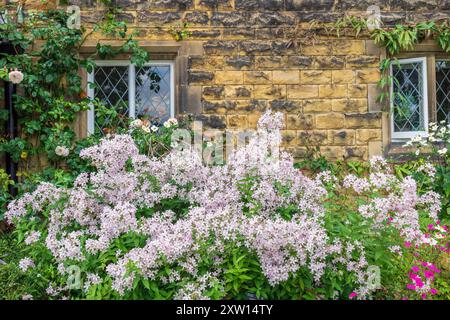 Jardin de chalet anglais avec grande plante campanula en pleine floraison. Banque D'Images