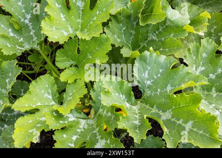 Plante de citrouille avec des fleurs jaunes bien cachées poussant dans le jardin. Banque D'Images