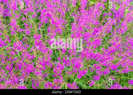 Fleurs violettes de Lythrum virgatum, la baguette loosestrife, est une plante à fleurs de la famille des Lythracées. Banque D'Images