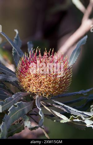 Photographie macro d'une fleur de Banksia australienne banksia burdettii Banque D'Images