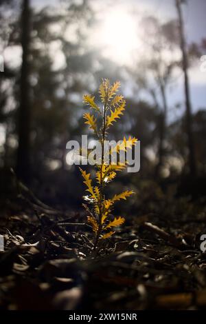 Petite usine de Banksia pour bébés rétro-éclairée en Australie occidentale Banque D'Images