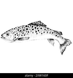 Truite brune nageuse. Poissons de rivière d'eau douce. Clipart de pêche. Ligne noire et blanche Illustration à l'encre dessinée à la main. Banque D'Images