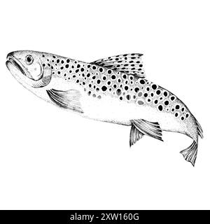 Truite brune en mouvement. Poissons de rivière d'eau douce. Clipart de pêche. Ligne noire et blanche Illustration à l'encre dessinée à la main. Banque D'Images