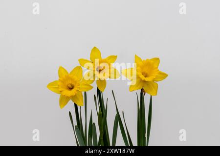 Jonquille de narcisse jaune sur un fond blanc. Banque D'Images