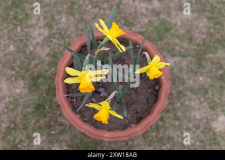 Vue en angle élevé de fleur de jonquille en fleurs dans le pot dans le jardin Banque D'Images