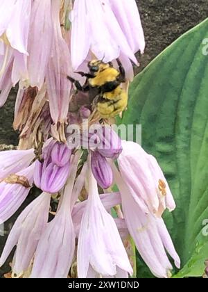 Abeille ambre du Nord (Bombus borealis) Insecta Banque D'Images