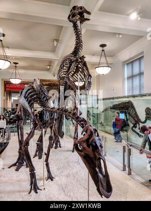 Sceletons de dinosaures exposés au Musée américain d'histoire naturelle (AMNH) à New York. Banque D'Images