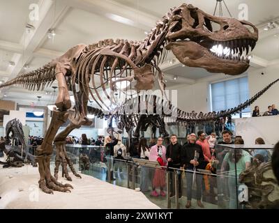 Sceletons de dinosaures ici un Tyrannosaurus Rex) exposé au Musée américain d'histoire naturelle (AMNH) à New York. Banque D'Images