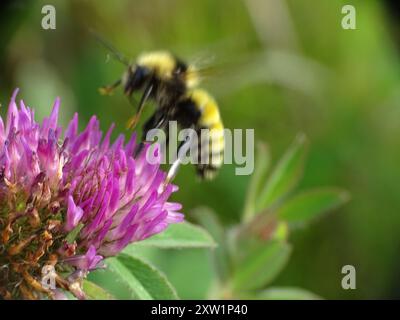 Abeille ambre du Nord (Bombus borealis) Insecta Banque D'Images