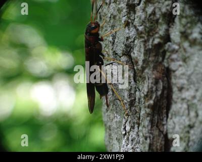 Pigeon Horntail (Tremex columba) Insecta Banque D'Images