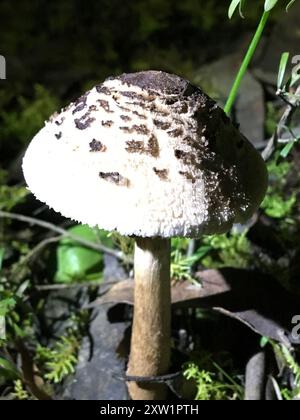 Champignons gracieux Parasol (Macrolepiota clelandii) Banque D'Images